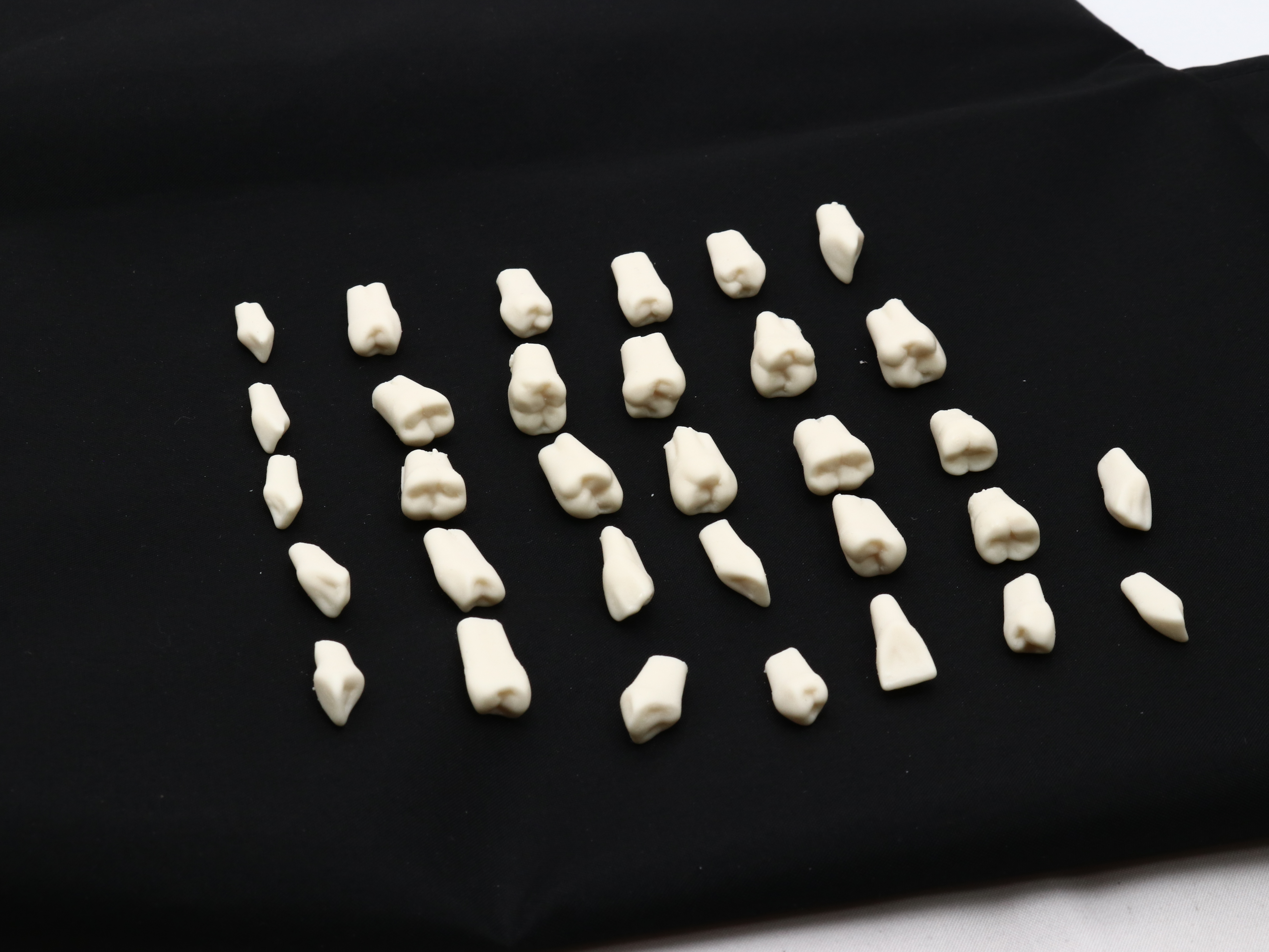 DIENTES PARA TIPODONTO CON 32